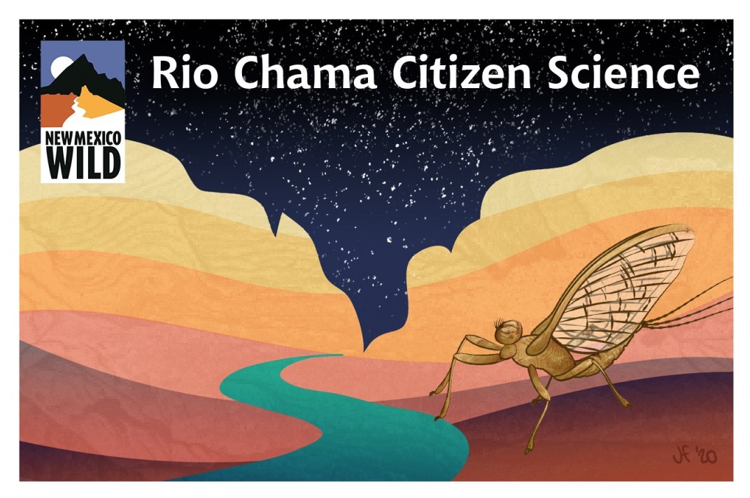 Rio Chama Citizen Science Bug Collection