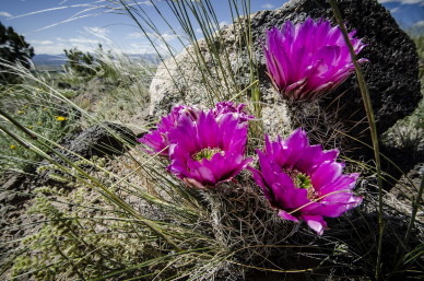 New Mexico Wild Files Formal Objection to LANL Power Line Project