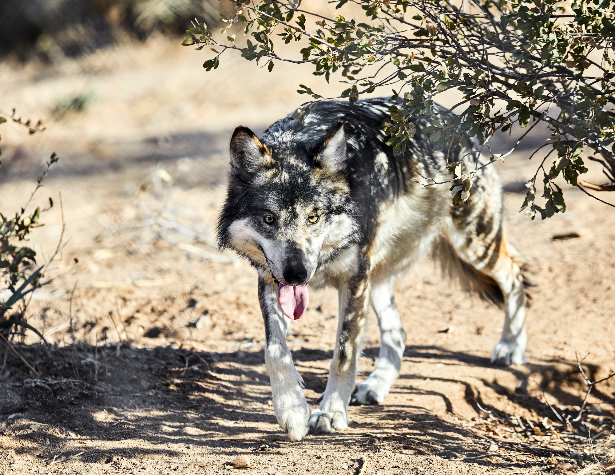 Wandering Mexican gray wolf released back into Arizona wild