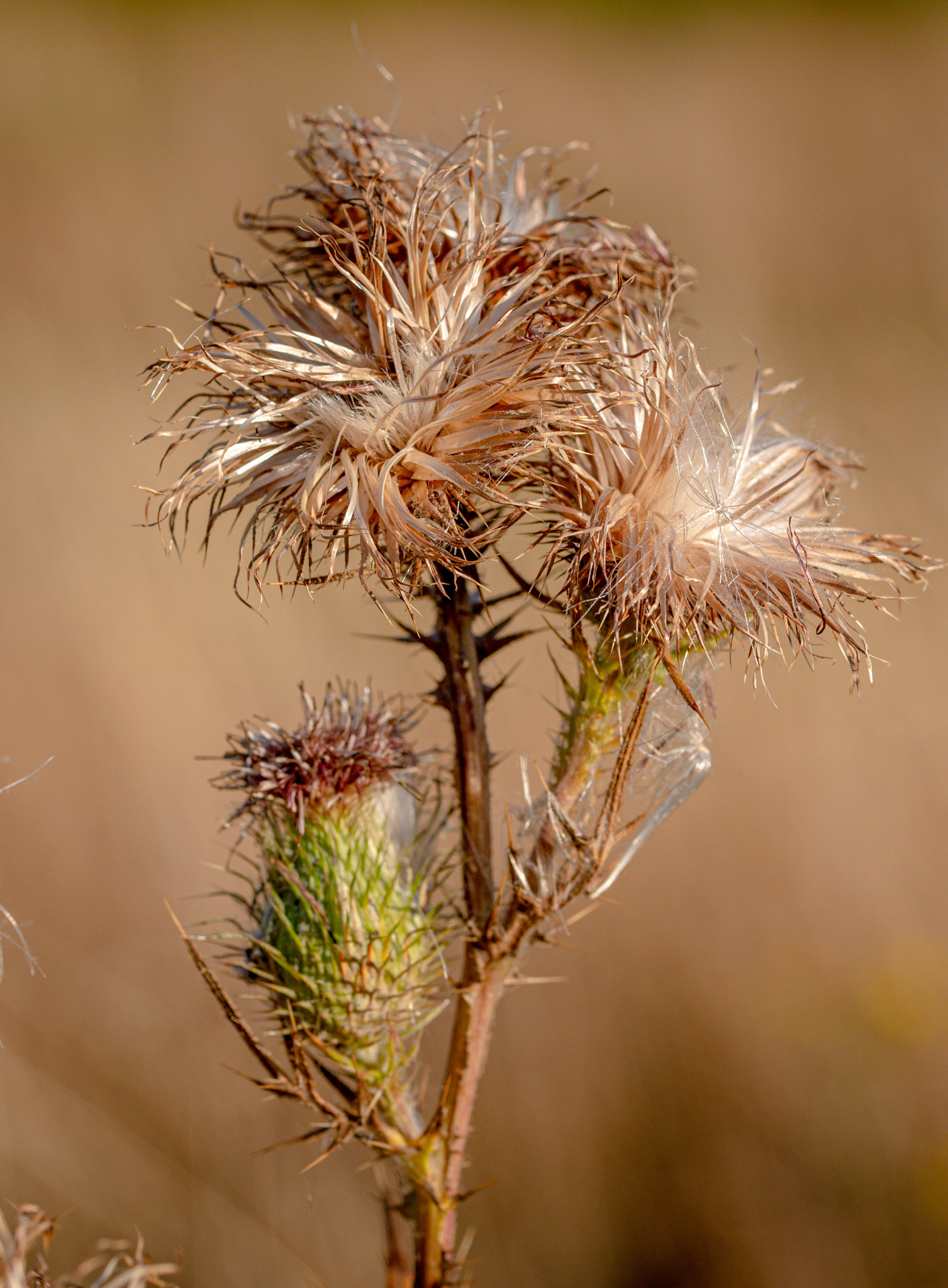 Bull Thistle Removal Project in the Gila Wilderness