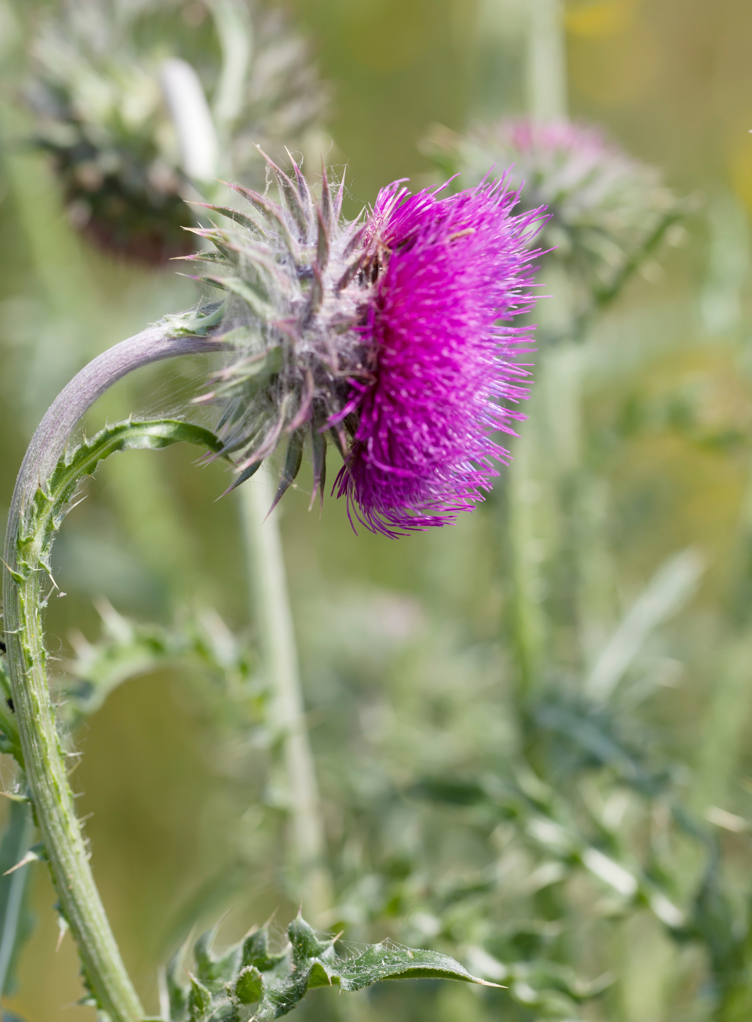 Musk Thistle Removal Project Along the Tularosa River