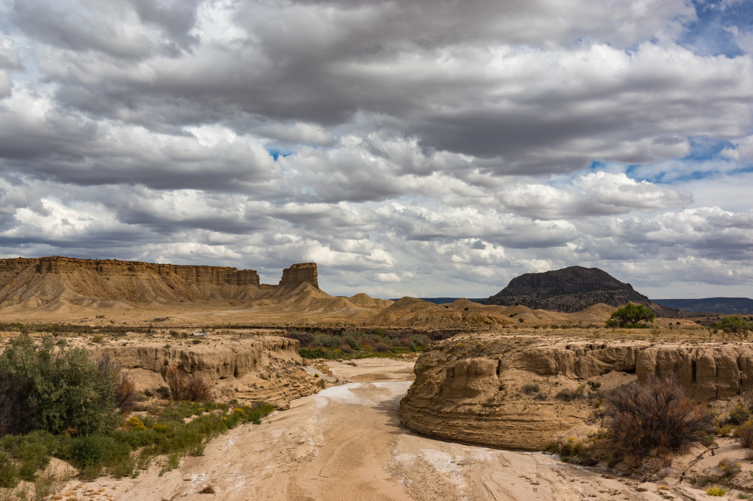 New Mexico Wild Calls for Stronger Protections in National Old Growth Forest Amendment Comment