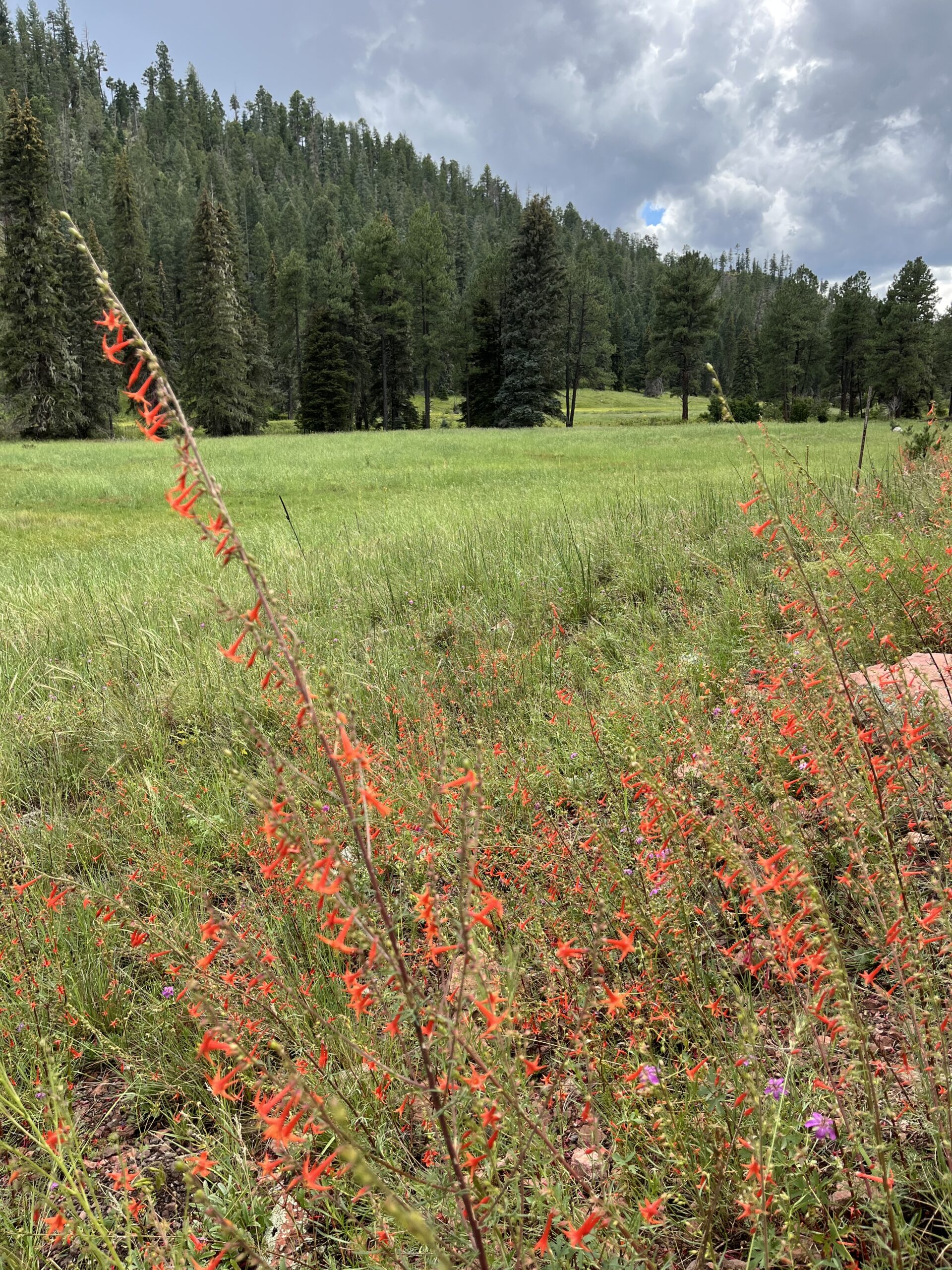 3-day 2-night Backpacking Trail Work Trip in the Gila