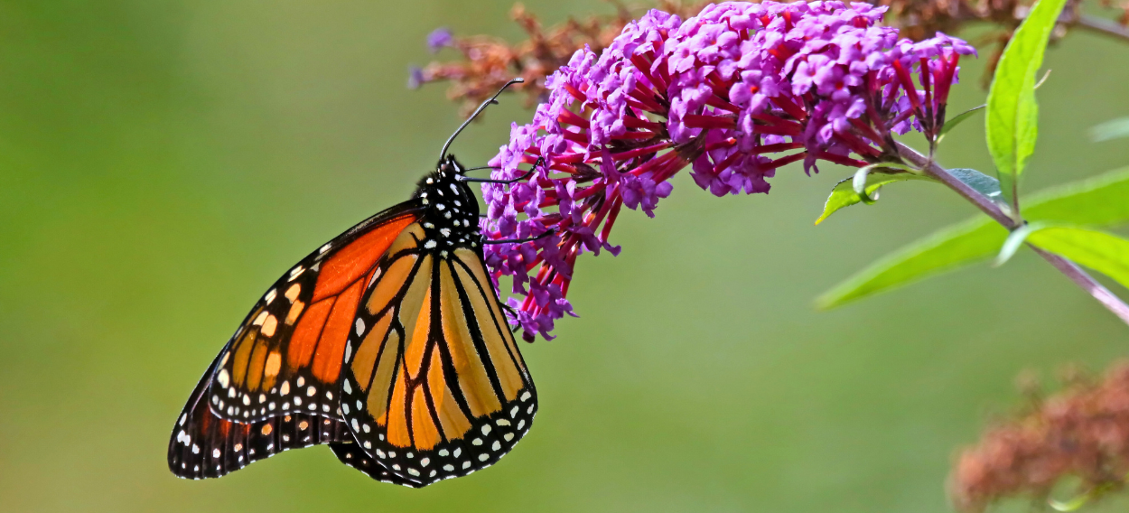 New Mexico Wild Celebrates Court Victory Against Federal Pesticide-Spraying Program