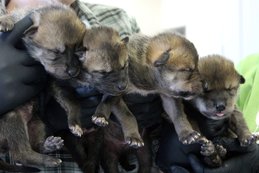 ABQ BioPark Mexican Wolf family becomes first international pack release