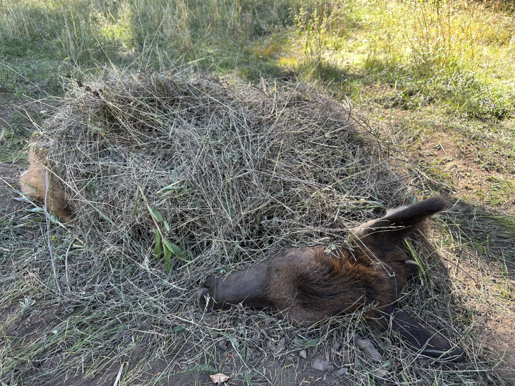 Front Row Seats to a Cougar’s Feast