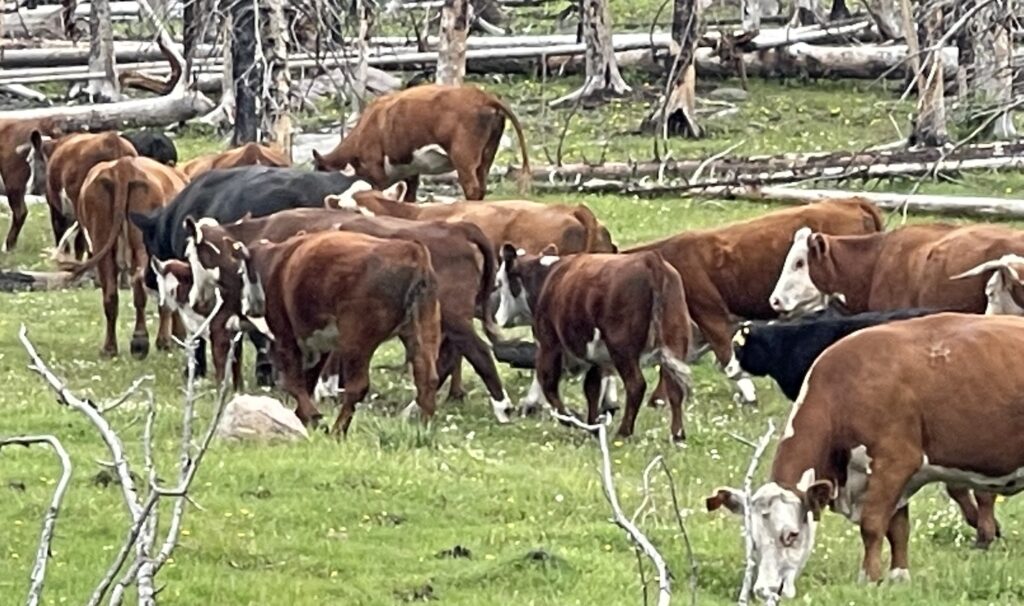 Action Alert: Support Measures to Address Trespass Livestock and Protect Valles Caldera’s Ecosystem