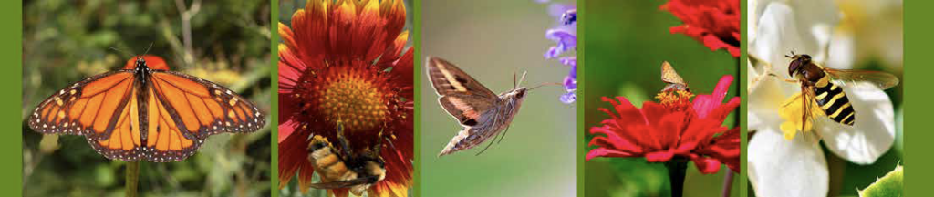 Public Outcry Over Proposed Aerial Pesticide Use in Rio Chama Watershed