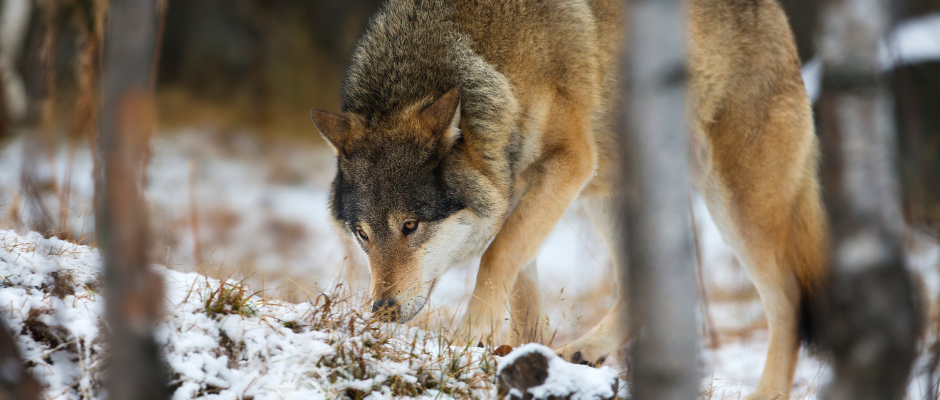 Asha’s Journey: The Captivating Northward Migration of an Endangered Mexican Gray Wolf Comes to a Premature End