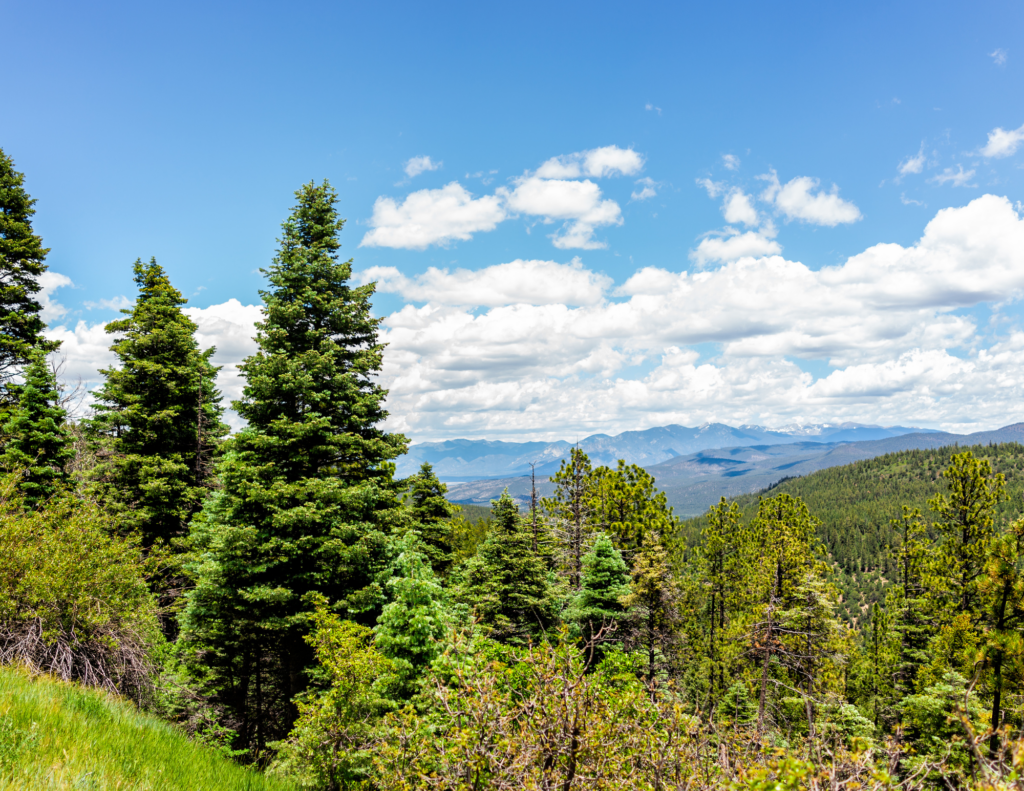 New Mexico Wild Staff Attorney Sally Paez Featured on KUNM Radio’s Let’s Talk New Mexico Episode About Updated Carson National Forest Plan