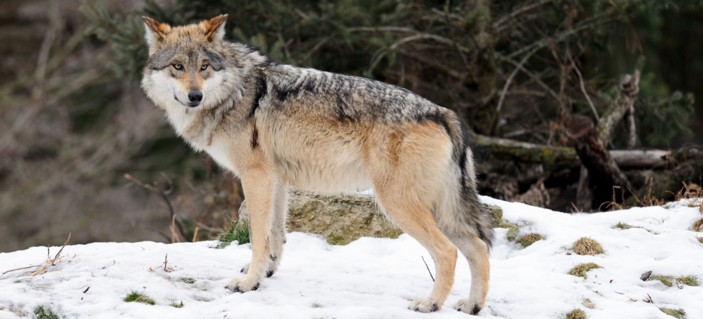 Mexican Gray Wolf Numbers Go Up, but Numbers Aren’t the Whole Story, Say Greens