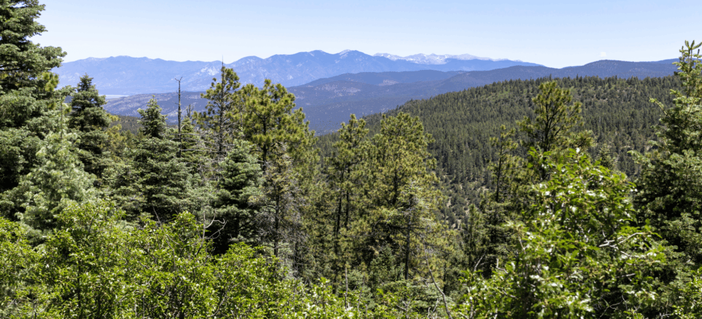 Climate Forests Campaign Responds to Trump Administration Rollback of the Roadless Rule