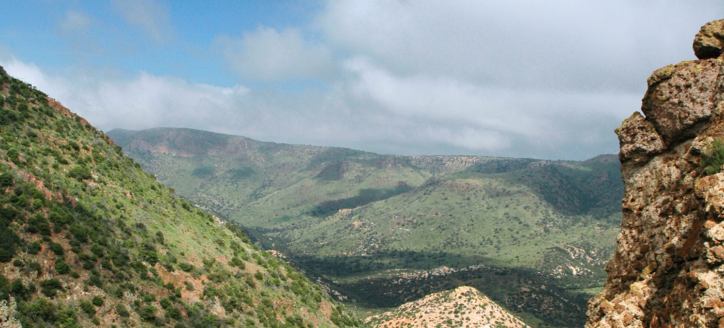 New Mexico Wild provides comments on the Coronado National Forest’s Draft Environmental Assessment for the proposed Peloncillo FireScape Project