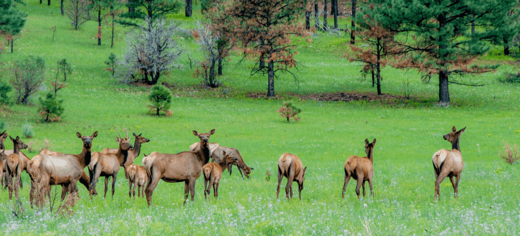 Standing with Science: New Mexico Wild’s Endorsement of the SWAP Update
