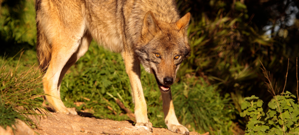 Urge the Biden Administration to Protect Mexican Gray Wolves