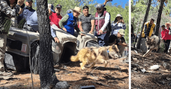 PRESS RELEASE: Conservationists Celebrate Release of Mexican Gray Wolves in Durango, México and Urge Family Pack Releases in the U.S.
