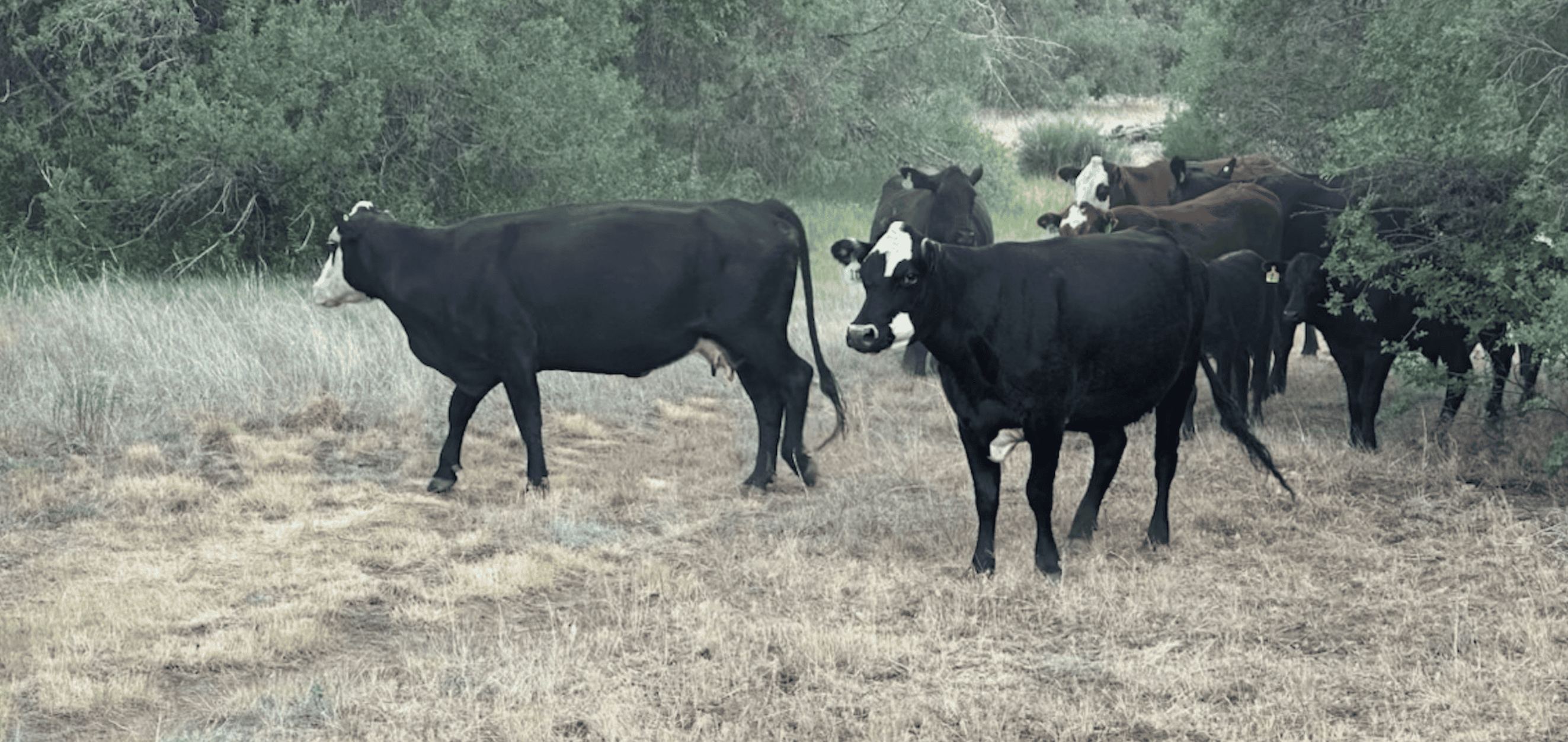 Grazing on public lands