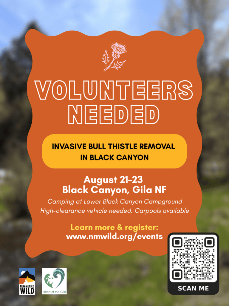 (Full) Black Canyon Invasive Bull Thistle Removal Project