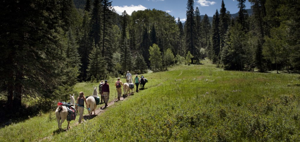MEDIA ADVISORY: New Mexico Wild and Conservation Partners Step In to Host Six Public Hearings Statewide After Forest Service Refuses to Hold Any Community Meetings on Roadless Rule Rescission